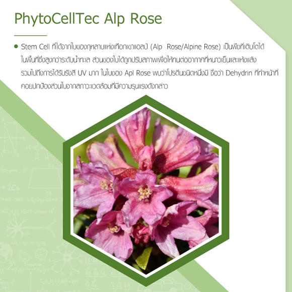 PhytoCellTec Alp Rose คือ
