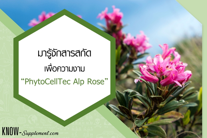 PhytoCellTec Alp Rose